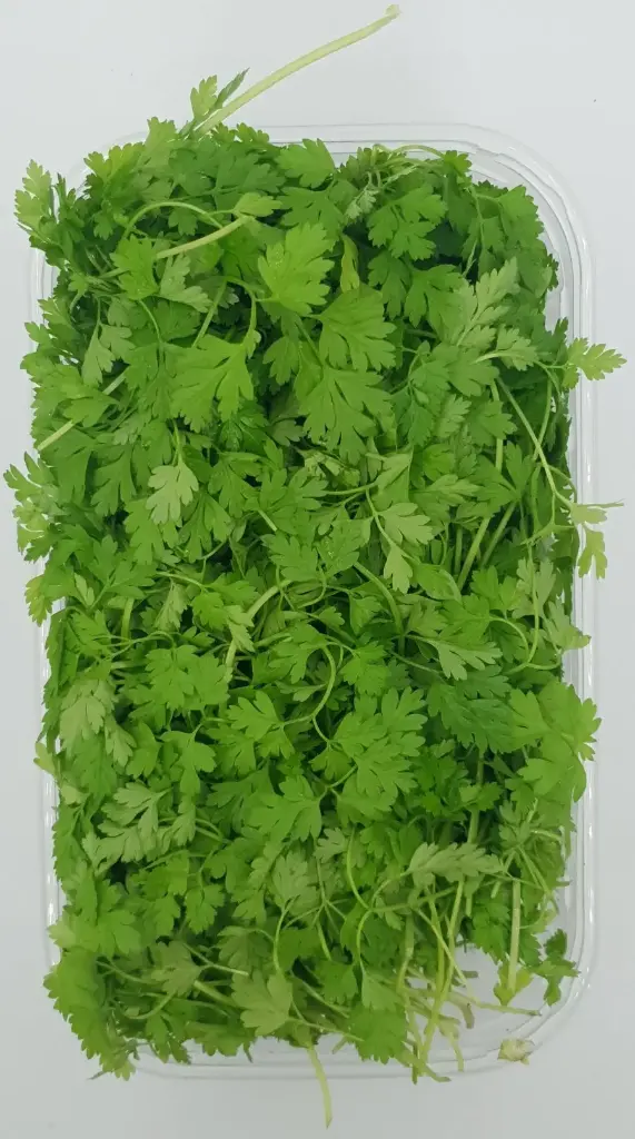 CERFEUIL CAISSETTE (BEL / LOT 261404)