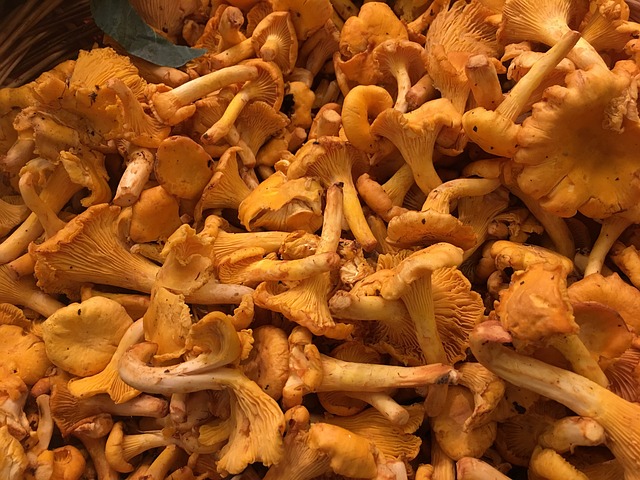 CHAMPIGNONS CHANTERELLES KG (POL / LOT 262910 / CAISSE DE +-3 KG)