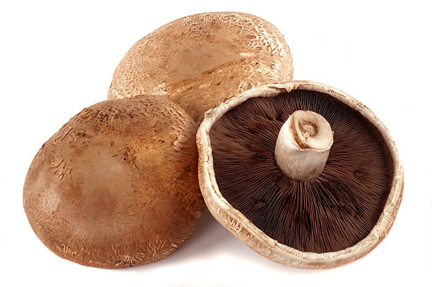 CHAMPIGNONS PORTOBELLO KG (P-B / LOT 261709 / CAISSE DE 1.5 KG)