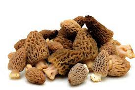 CHAMPIGNONS MORILLES FRAICHES KG (POL / LOT 262602 / CAISSETTE DE 1 KG)