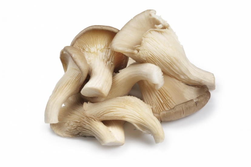 CHAMPIGNONS PLEUROTES KG (BEL / LOT 260109 / CAISSES DE 2 KG)