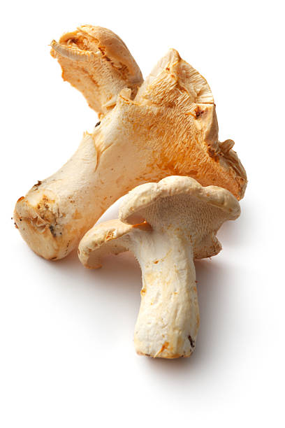 CHAMPIGNONS PIEDS DE MOUTON CAISSE (POL / LOT 262910 / CAISSE DE +- 3 KG)