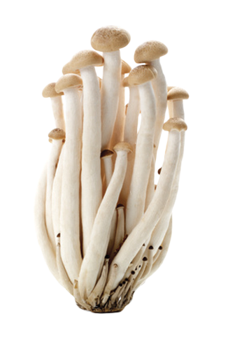 CHAMPIGNONS SHIMEJI BLANCS RAVIER (CHINE / LOT 230910 / RAVIER DE 150 GR)