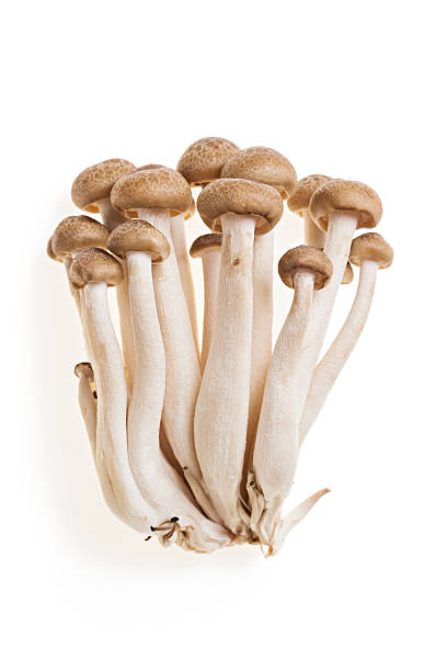 CHAMPIGNONS SHIMEJI BRUNS RAVIER (CHINE / LOT 261409 / RAVIER DE 150 GR)
