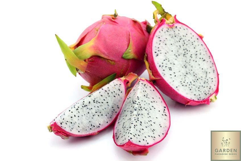 PITAHAYA PIECE (EQU / LOT 261009 / CAISSE DE 7 PIECES)
