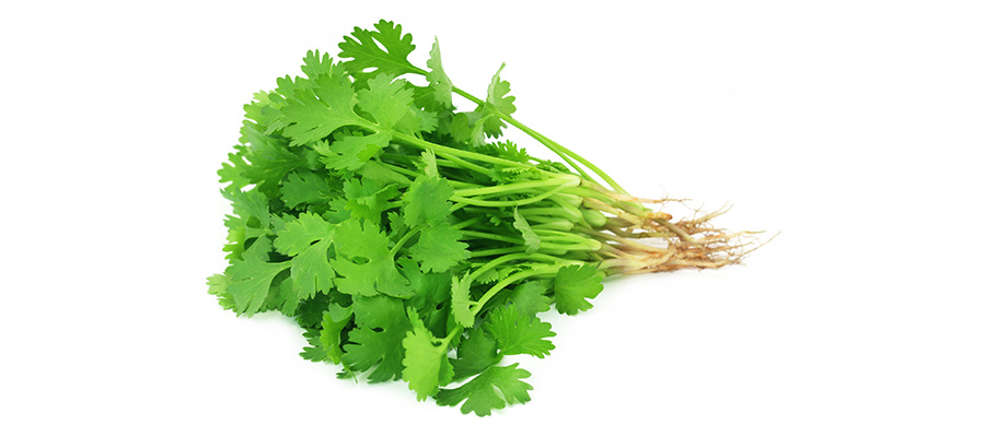 HERBE CORIANDRE POT (PAYS)