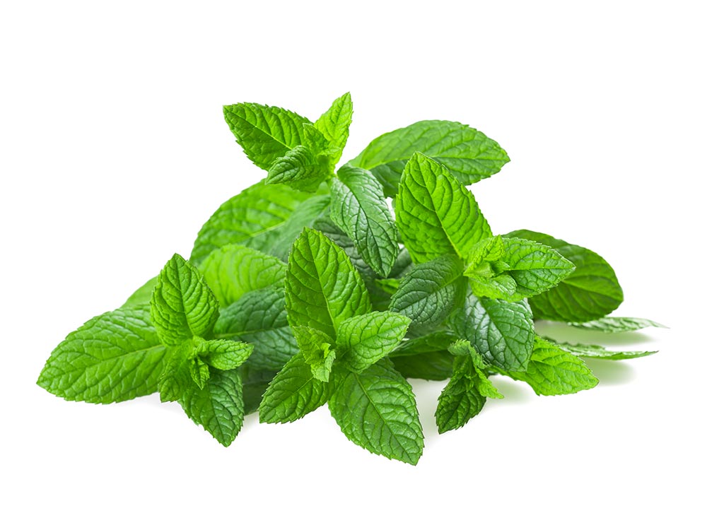 HERBE MENTHE CAISSE (FRIGOLITE / ESP / LOT 260408 / CAISSE DE 20 BOTTES)