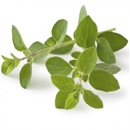 HERBE ORIGAN RAVIER 30 GR