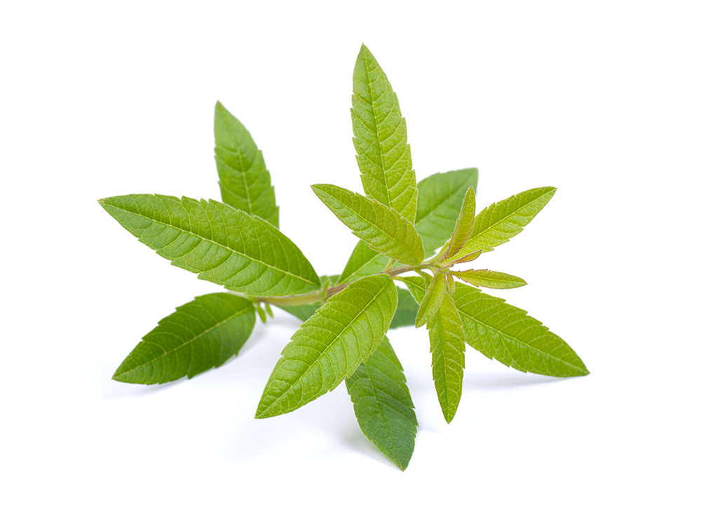 HERBE VERVEINE POT