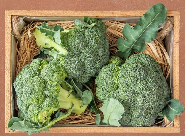 BROCOLIS CAISSE (LORIX / ESP / LOT 261304 / CAISSE DE 10 PIECES)