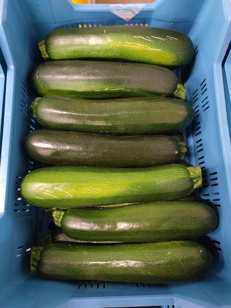 COURGETTE CAISSE (BEL / LOT 260408 / CAISSE DE 14 PIECES)