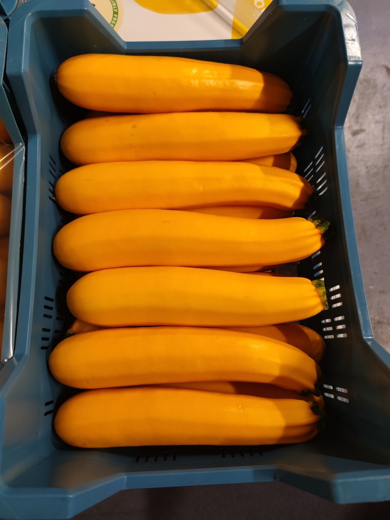 COURGETTE JAUNE PIECE (BEL / LOT 262008 / CAISSE DE   PIECES)