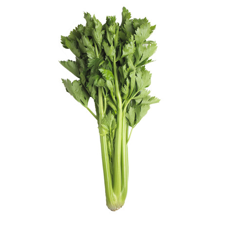 CELERI VERT FIN  A LA BOTTE (BEL / LOT 260408 / CAISSE DE 20-25 BOTTES)
