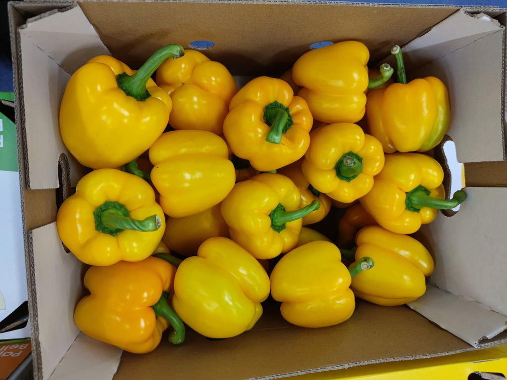 POIVRONS JAUNES CAISSE (BEL / LOT 261404 / CAISSE DE 5 KG - CAL1 GG)