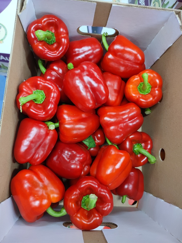 POIVRONS ROUGES CAISSE (BEL / LOT 261008 / CAISSE DE 5 KG - CAL1 GG)