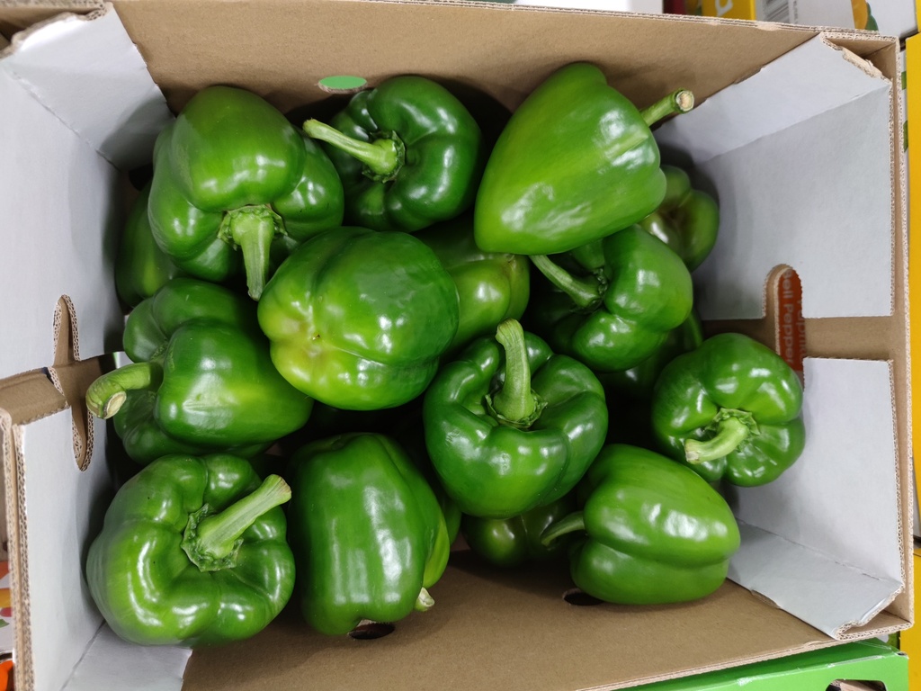 POIVRONS VERTS CAISSE (BEL / LOT 262104 / CAISSE DE 5 KG - CAL1 GG)