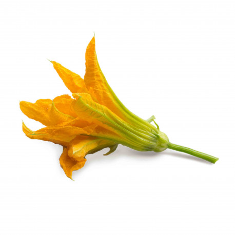 FLEUR DE COURGETTES CAISSE