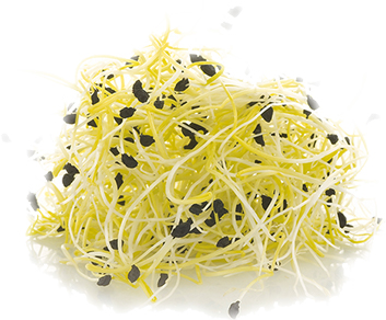 JETS POIREAUX RAVIER 100 GR (LOT 250802)