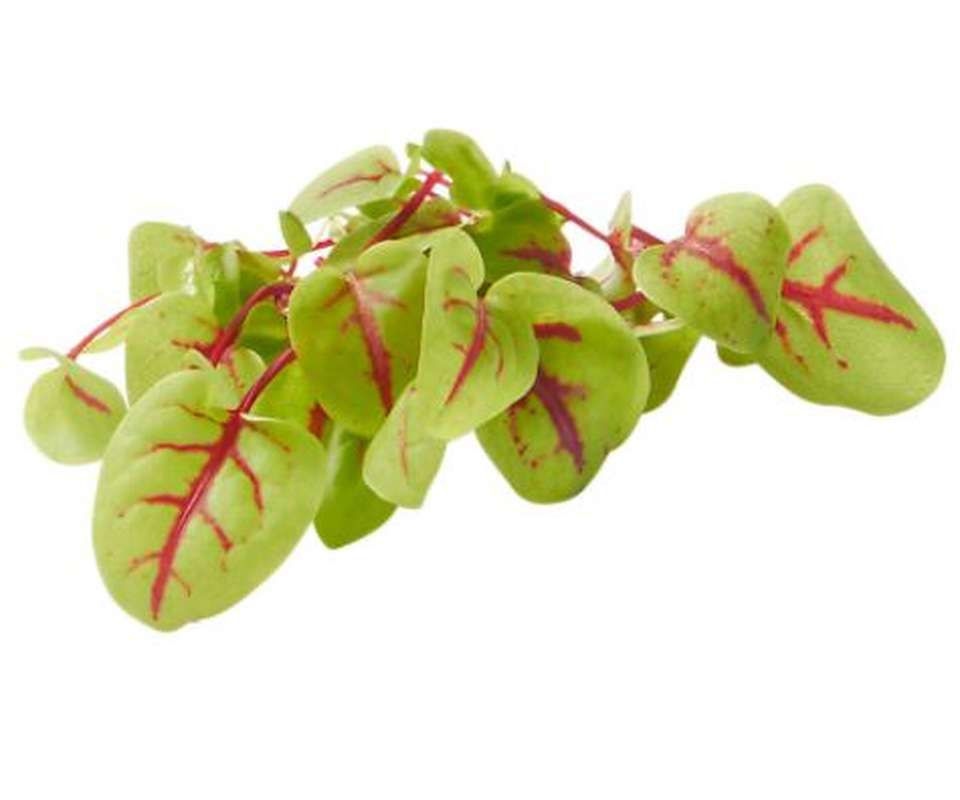 VENNE CRESS CAISSE (P-B / CAISSE DE 16 RAVIERS)