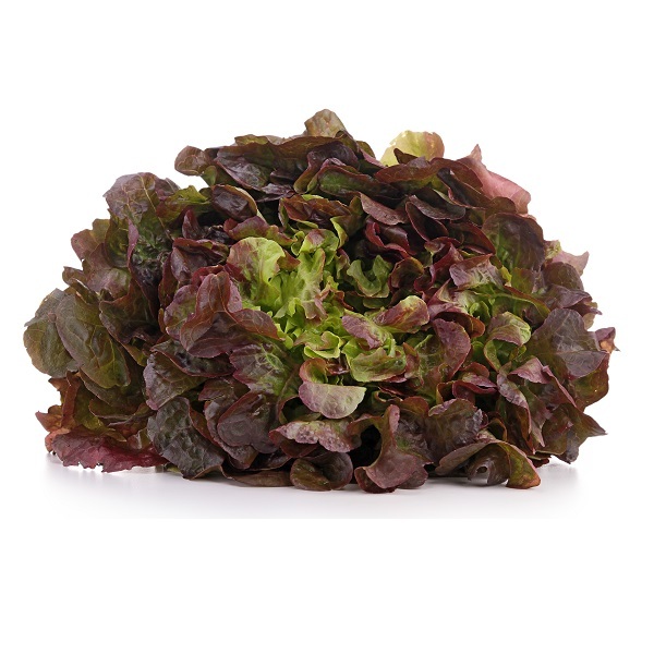 CHÊNE ROUGE PIECE (BEL / LOT 262304)