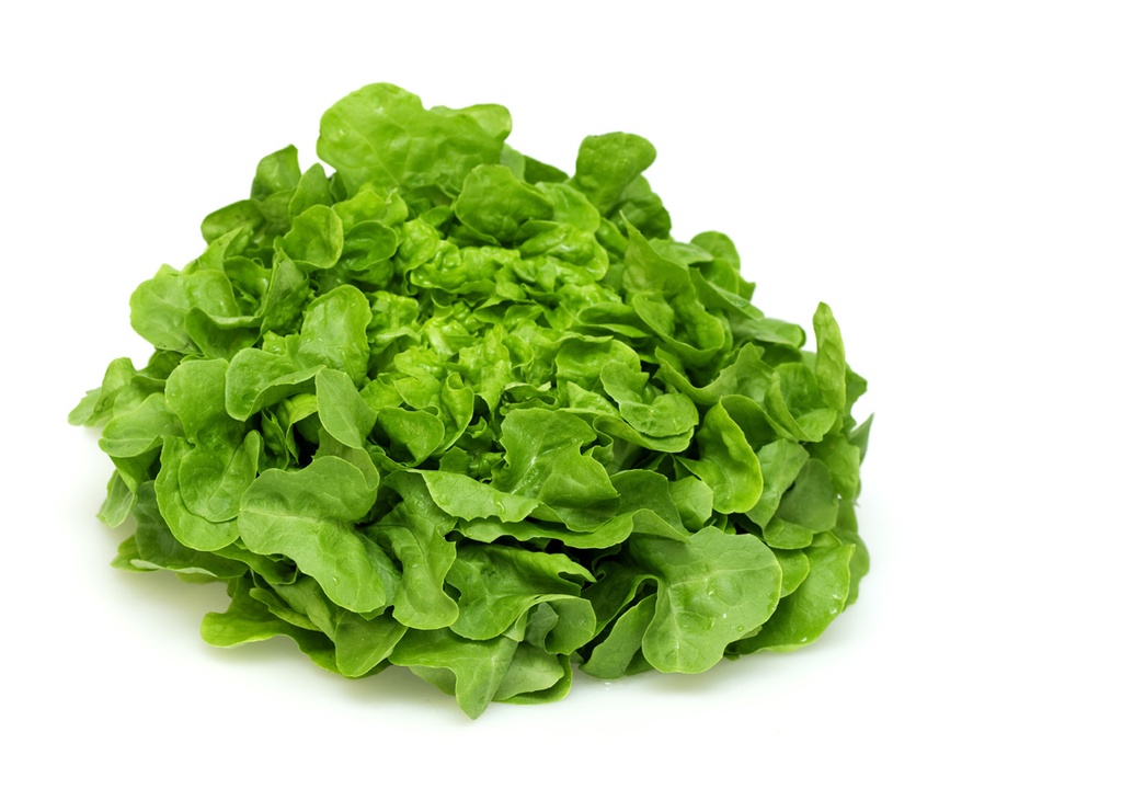 CHÊNE VERTE PIECE (BEL / LOT 262104)