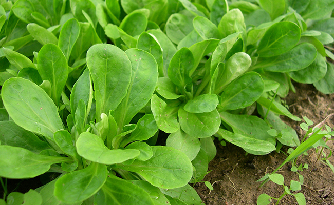 SALADE DOUCETTE COURTE CAISSE (BEL / LOT 262409 / CAISSE DE 1 KG) (VENDU UNIQUEMENT A LA CAISSE)