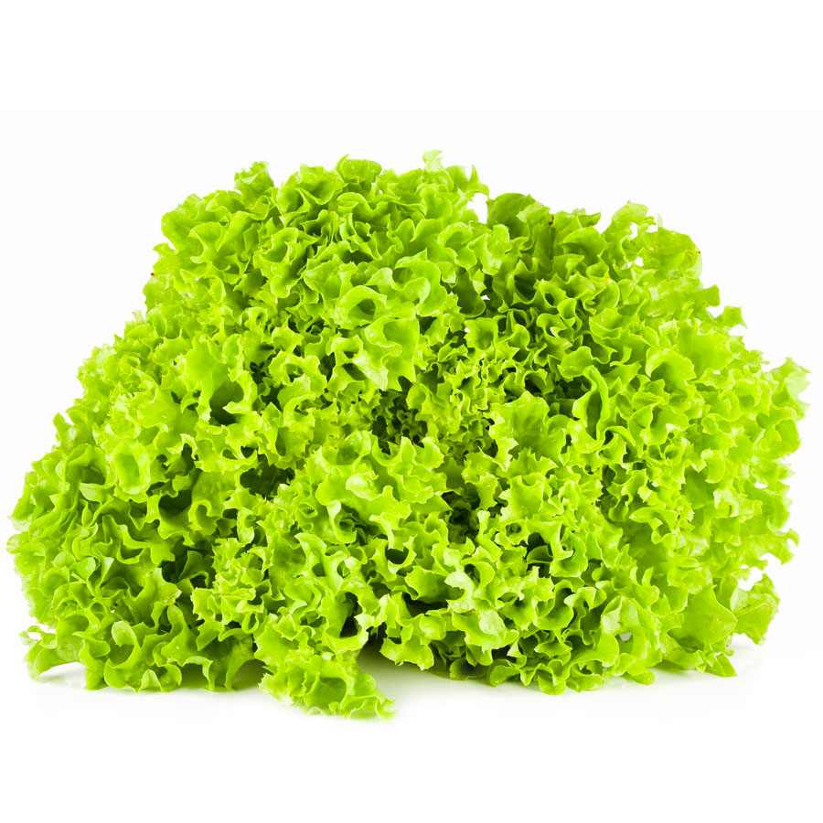 LOLLO VERTE PIECE (BEL / LOT 260904)