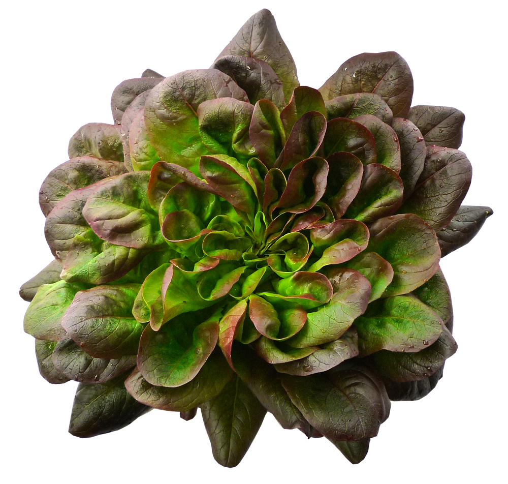 SALADE TRIO PIECE (BEL / LOT 261003)