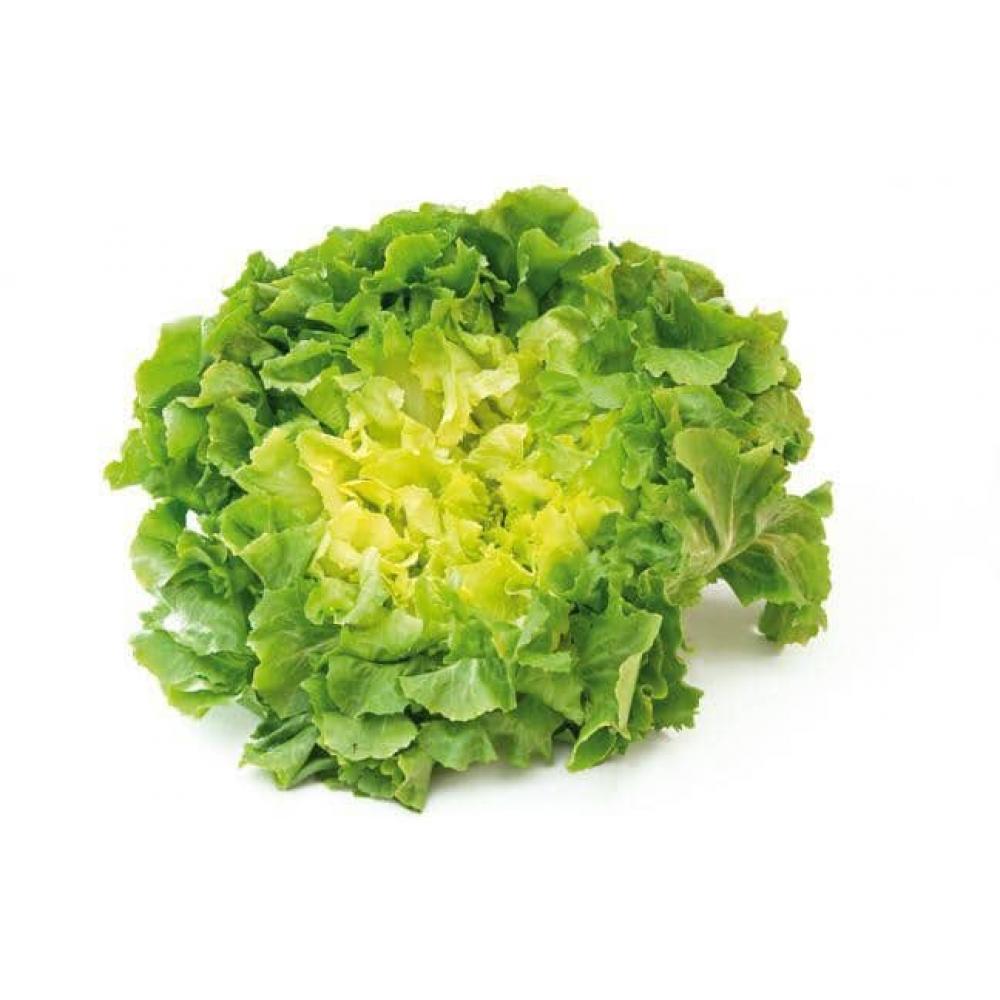 SALADE SCAROLE PIECE (BEL / LOT 260408 / CAISSE DE 6 PIECES)